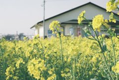 菜の花