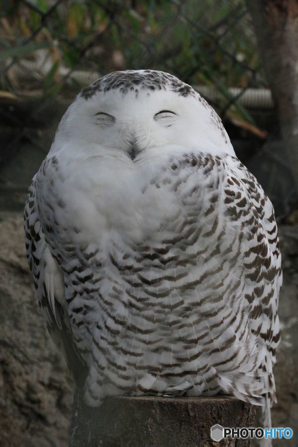 フクロウニッコリ