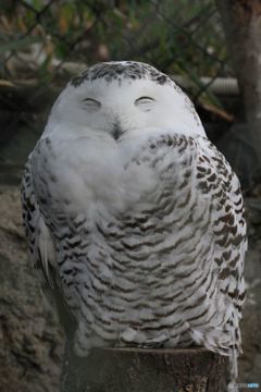 フクロウニッコリ