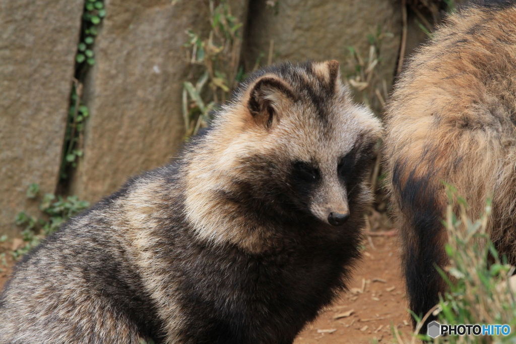 たんたんタヌキです！