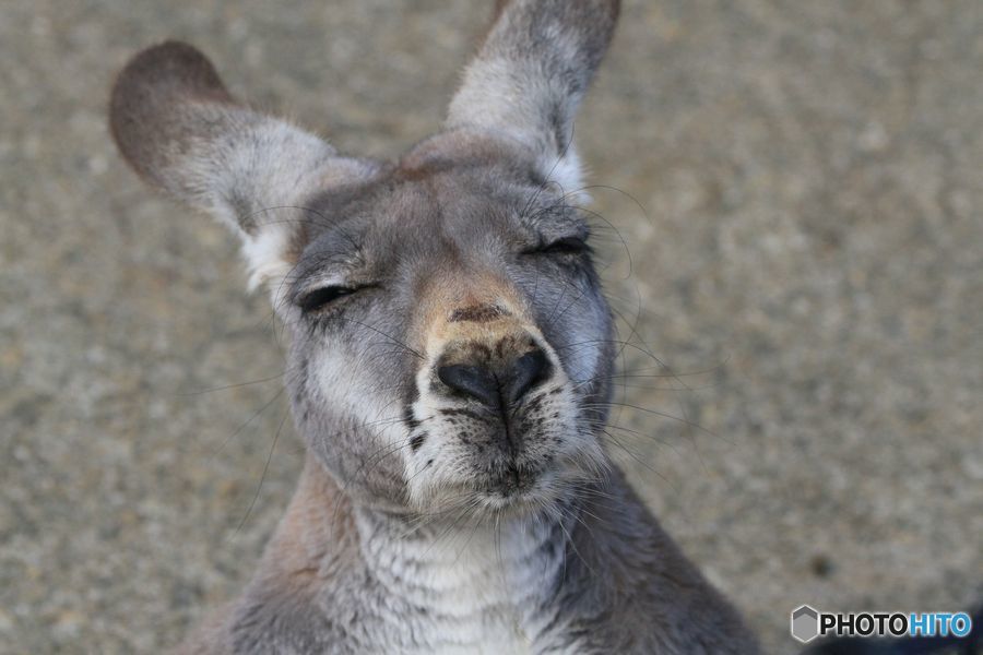 日向ぼっこのカンガルー