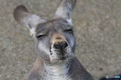 日向ぼっこのカンガルー