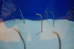 ちんあなご! ちんあなご!