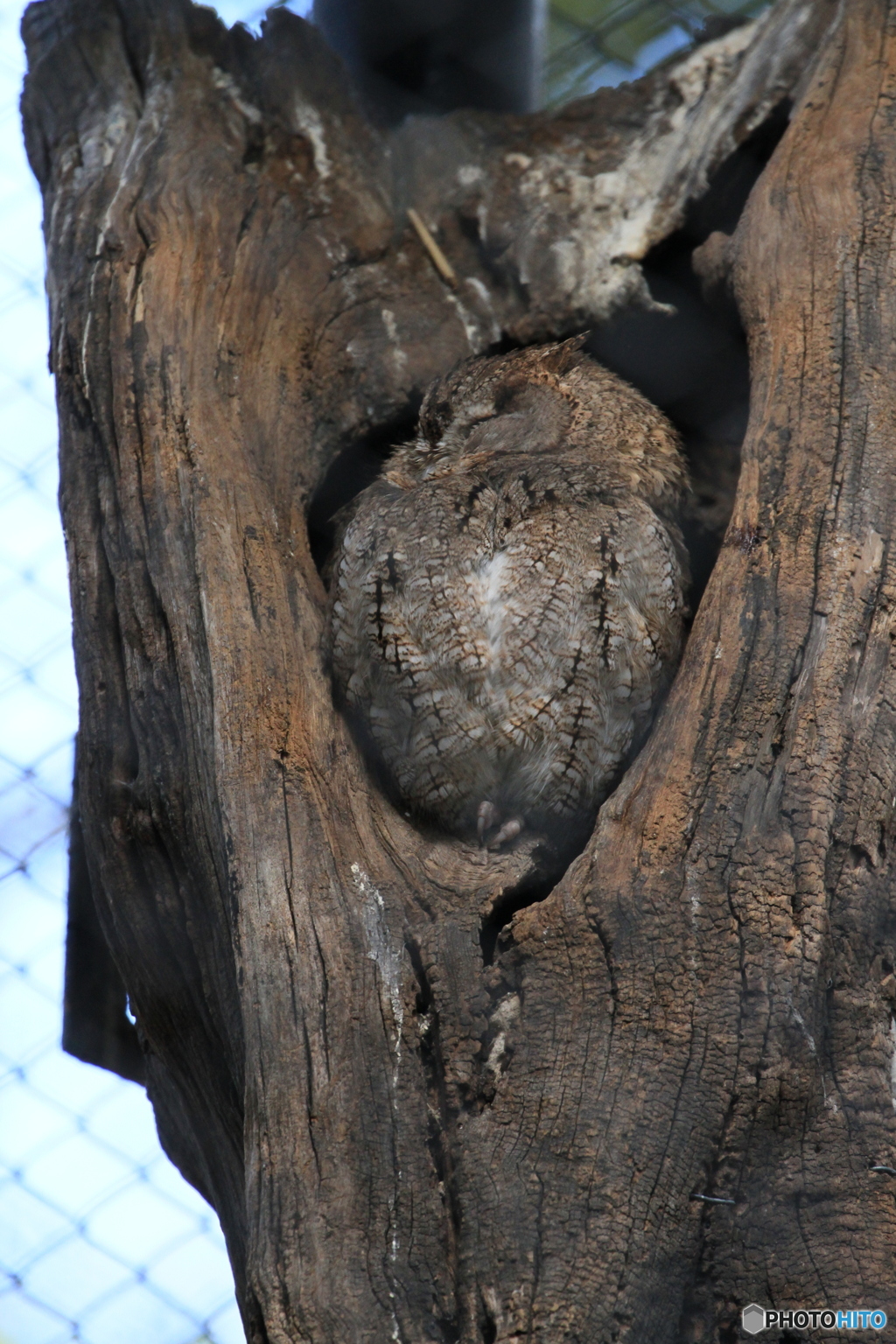 フクロウ　家の見張り！