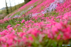 芝桜