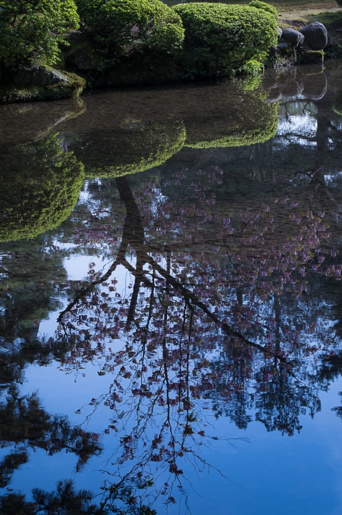 庭園　早朝　最後の桜