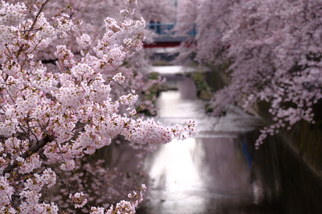 桜 赤橋 水面反射