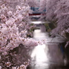 桜 赤橋 水面反射