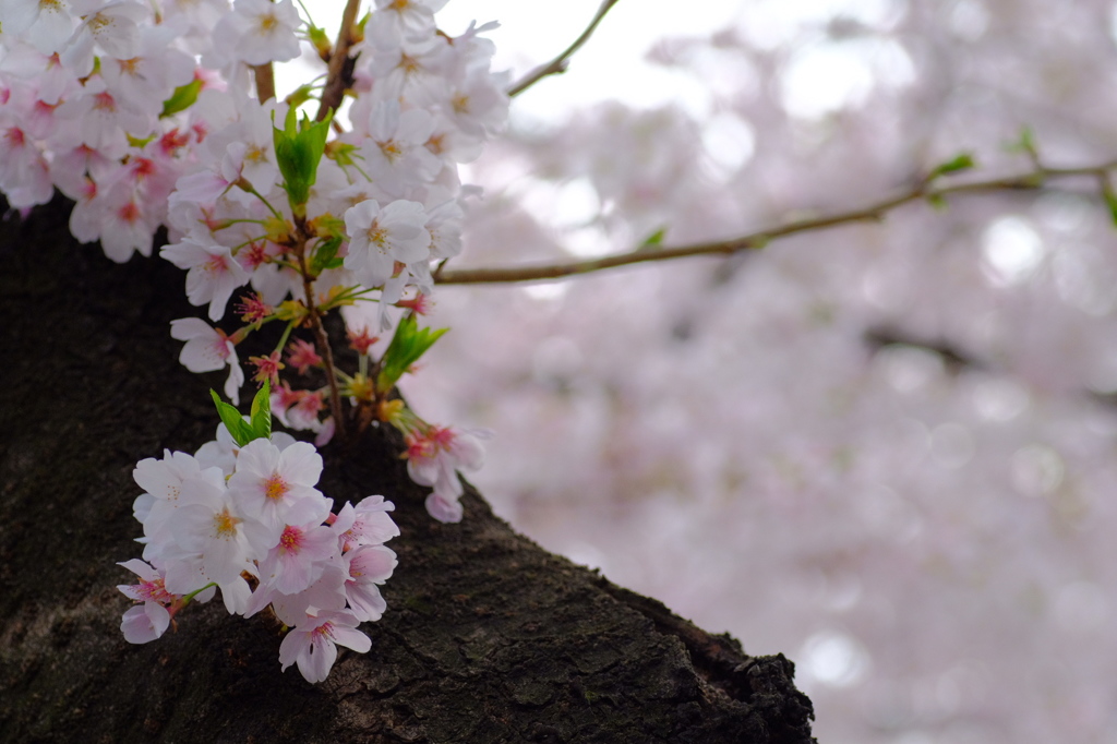 桜 幹中 芽生え