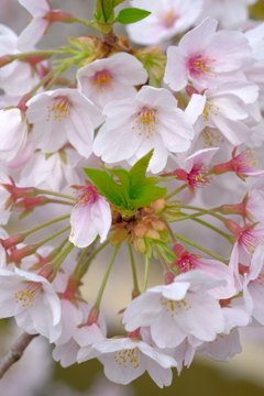 桜 新芽 群