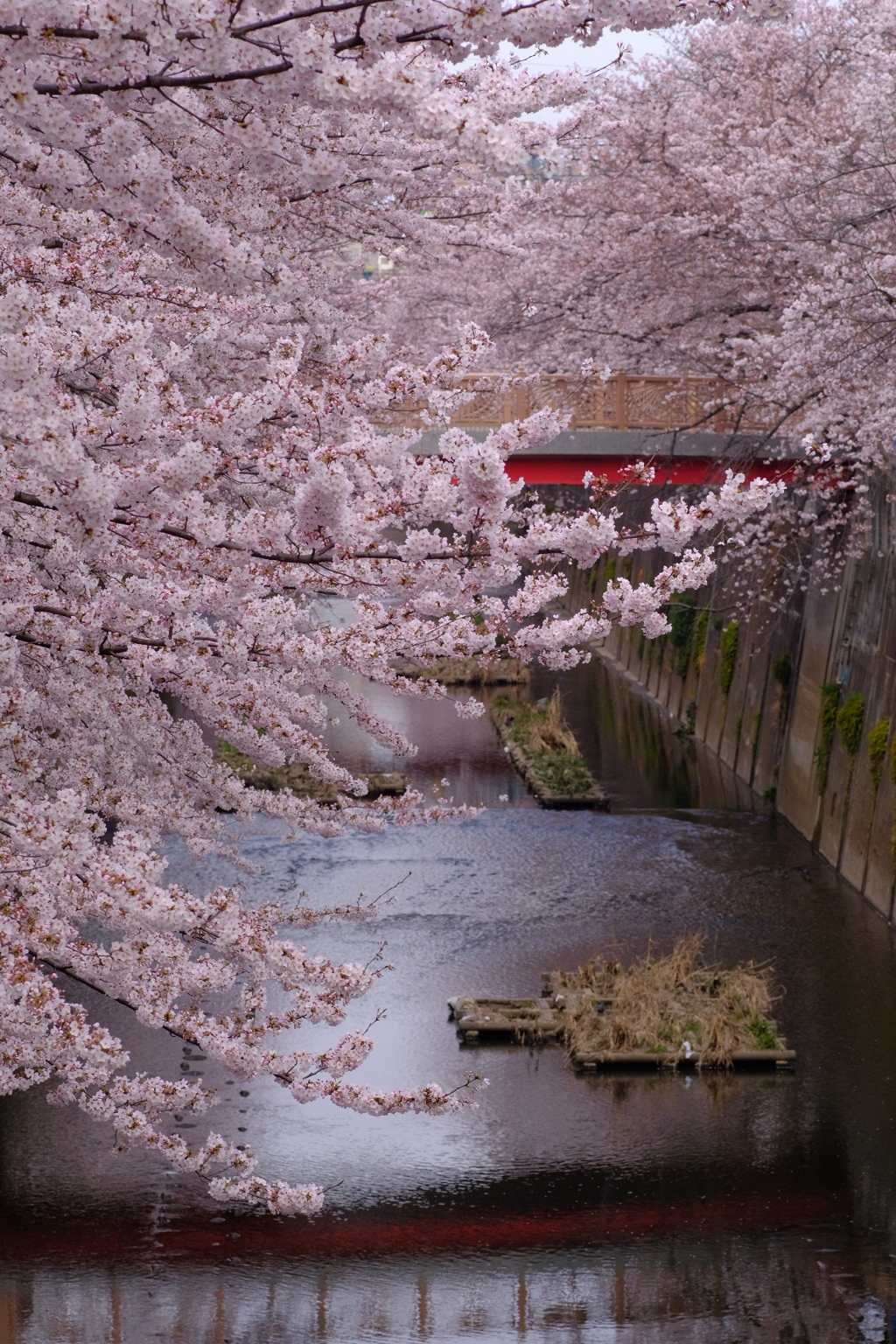 桜 上水 赤橋