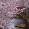 桜 上水 赤橋