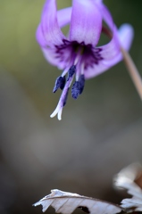 カタクリの花