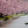 猫と桜