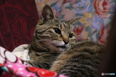 我輩はコチビ