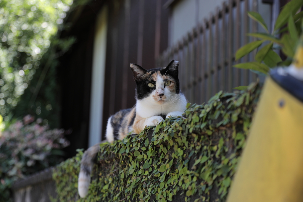 町ネコ