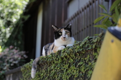 町ネコ
