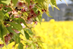葉桜と黄色絨毯