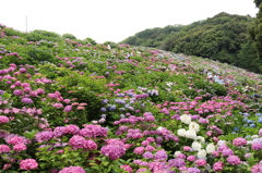 あじさいの里