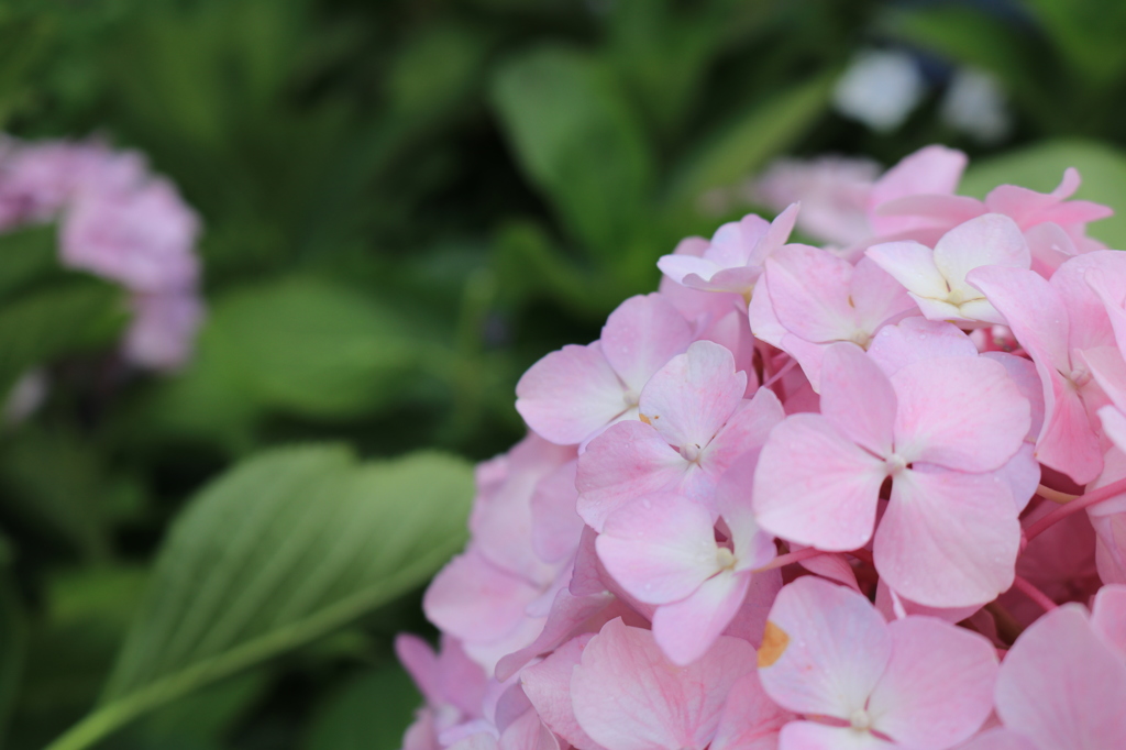 紫陽花１
