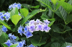 紫陽花２