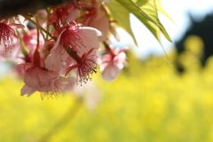 葉桜と黄色絨毯