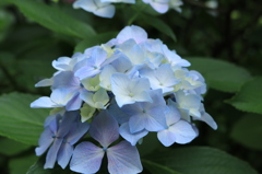 紫陽花３
