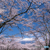 桜満開－２