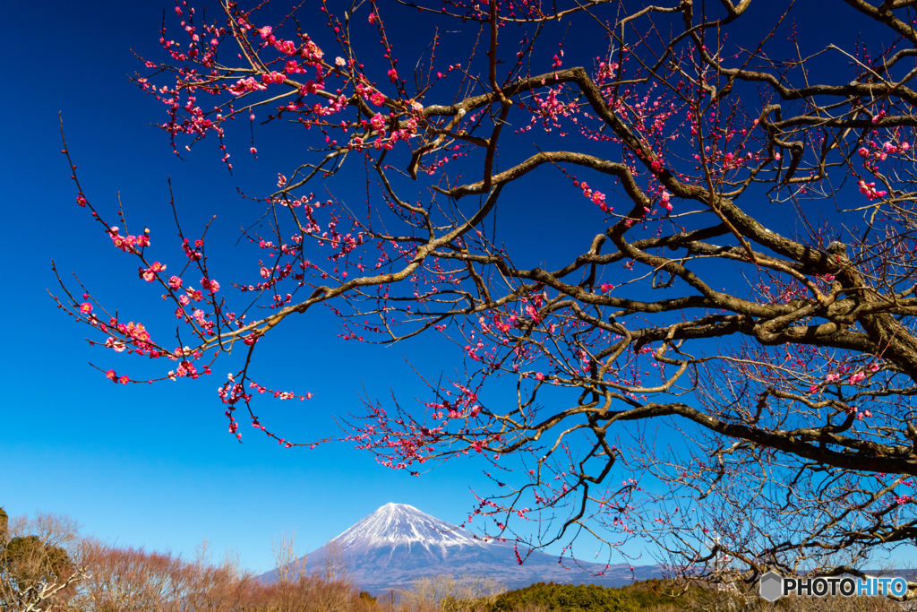 紅梅と富士山