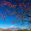 紅梅と富士山