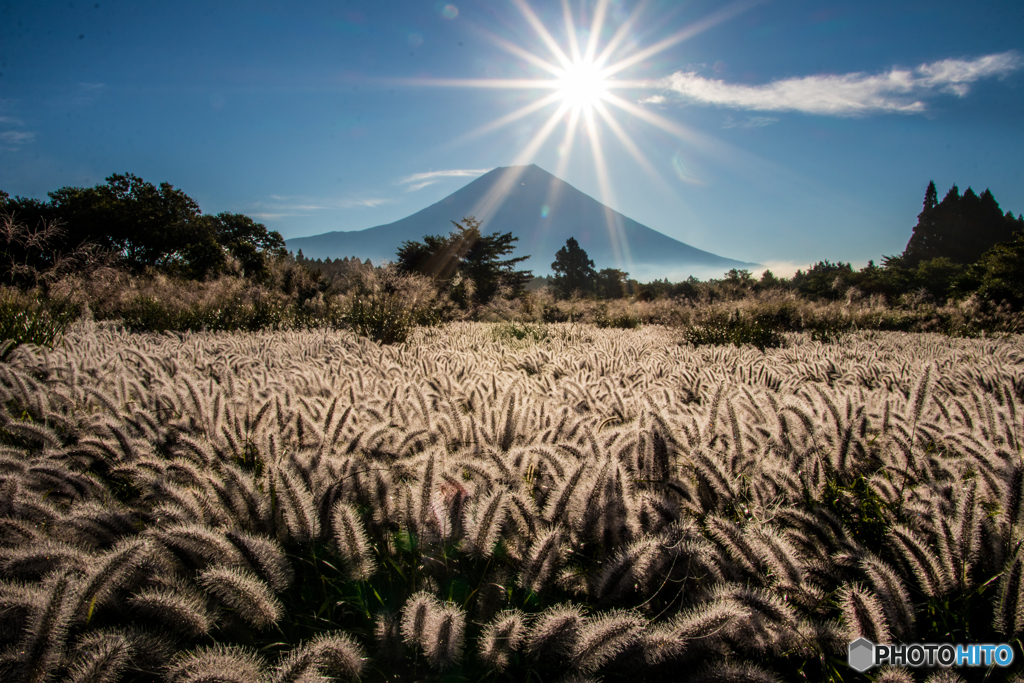 チカラシバと富士山