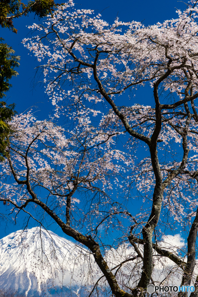 枝垂れ桜と富士山ー４