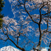 枝垂れ桜と富士山ー４