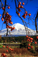 柿と富士山 その２