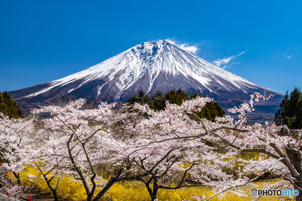満開の桜と富士－１
