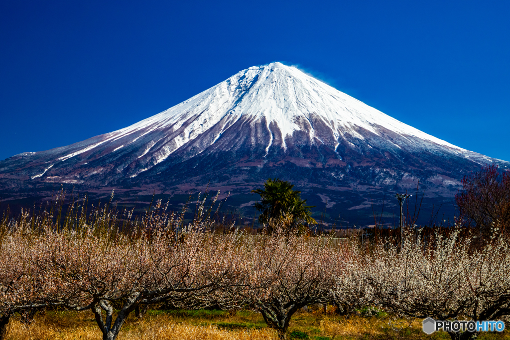 梅林と冠雪たっぷりの富士山