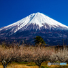 梅林と冠雪たっぷりの富士山