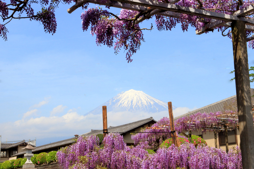 藤と富士山