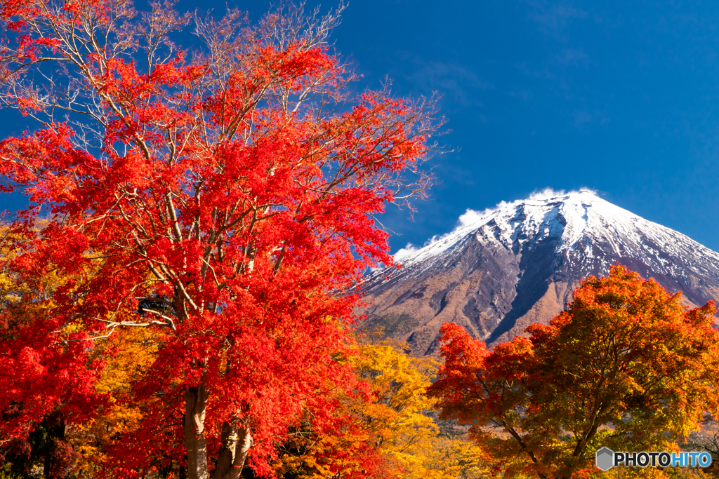 紅葉と富士ー１