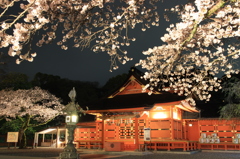 夜桜