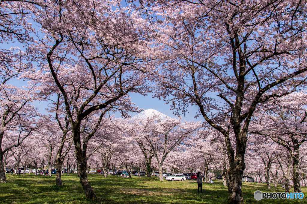 お花見日和