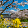 桜満開