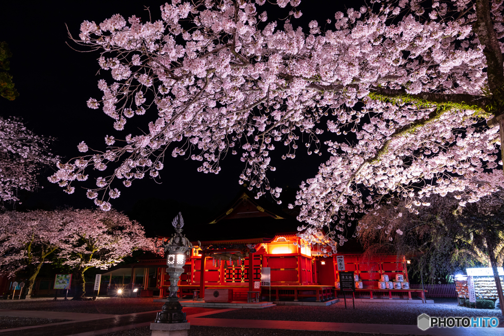 ライトアップされた桜