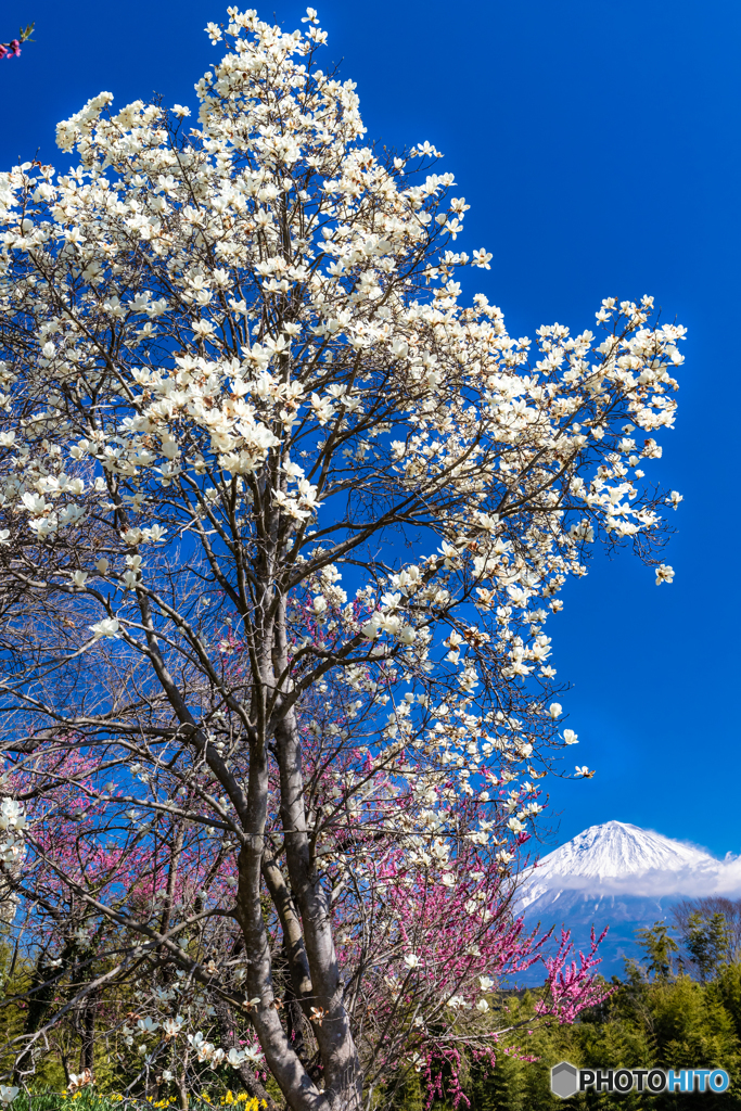 もくれんと富士山－２