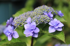 我が家に咲いた紫陽花が満開