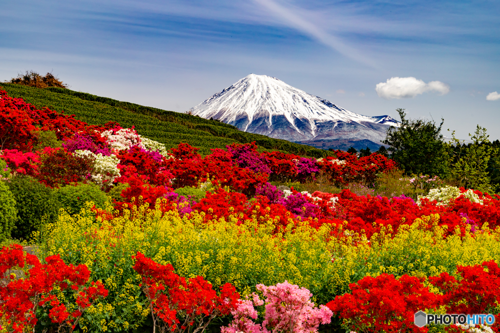 ツツジと富士山