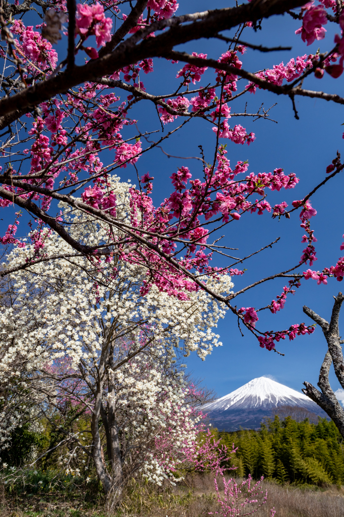 そろそろ桜の季節ですね