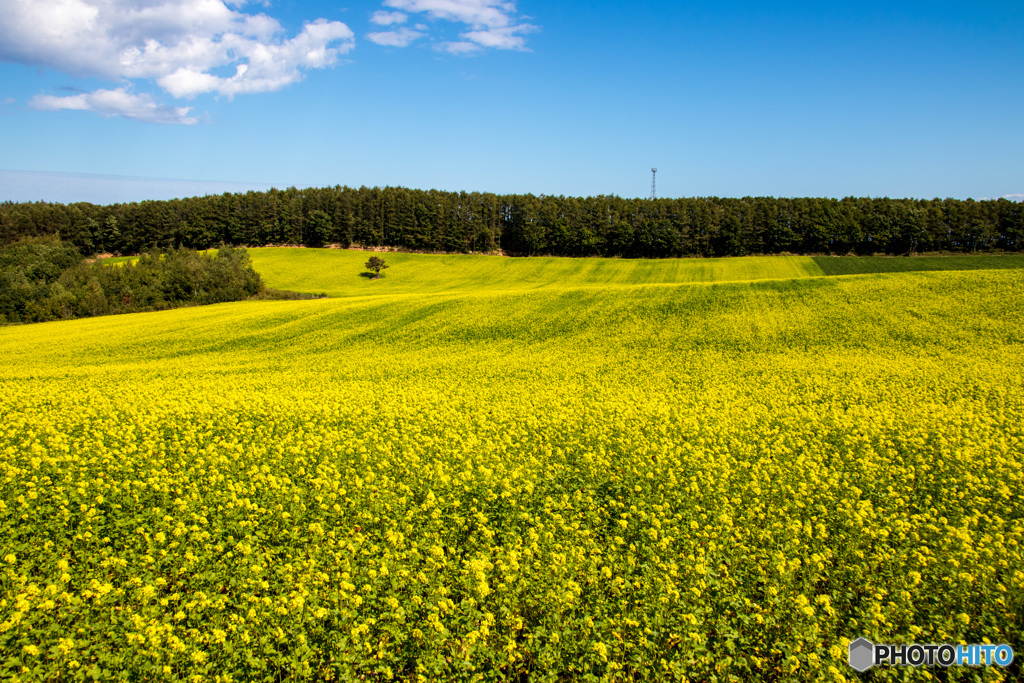 キガラシの咲く丘