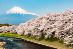 潤井川と桜