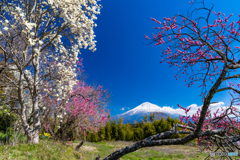 もくれんと富士山－３